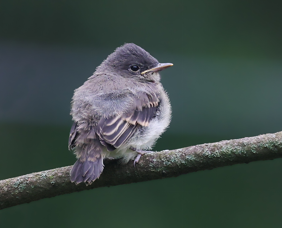 Eastern Phoebe (adult)