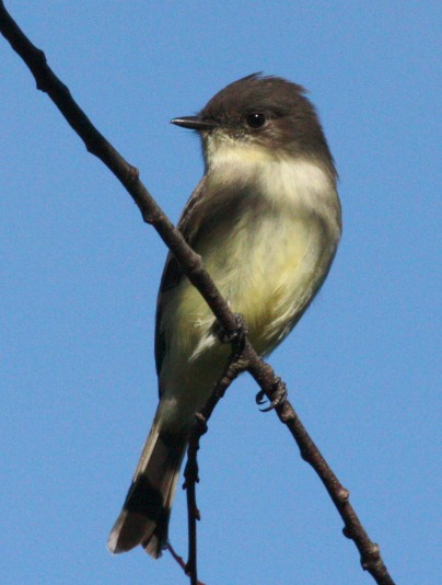 Eastern Phoebe (adult)