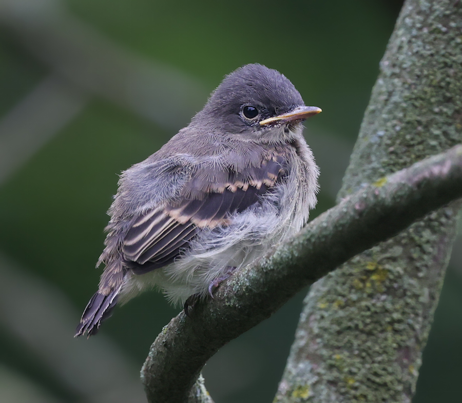 Eastern Phoebe (adult)