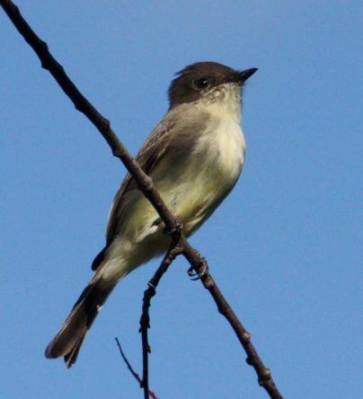 Eastern Phoebe (adult)
