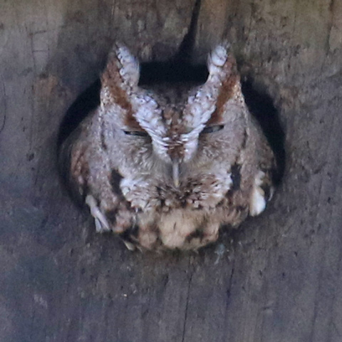Eastern Screech-owl (brown morph)