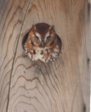Eastern Screech-Owl photo #1
