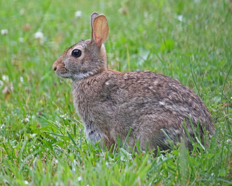 Eastern Cottontail