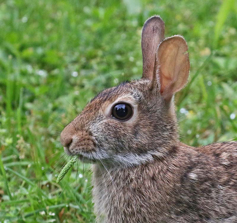 Eastern Cottontail