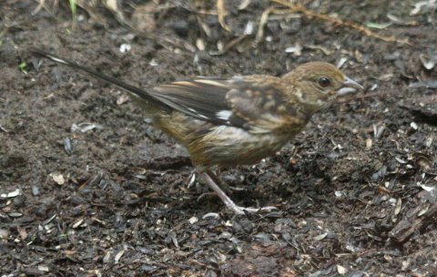 Eastern Towhee (juvenile) photo 3