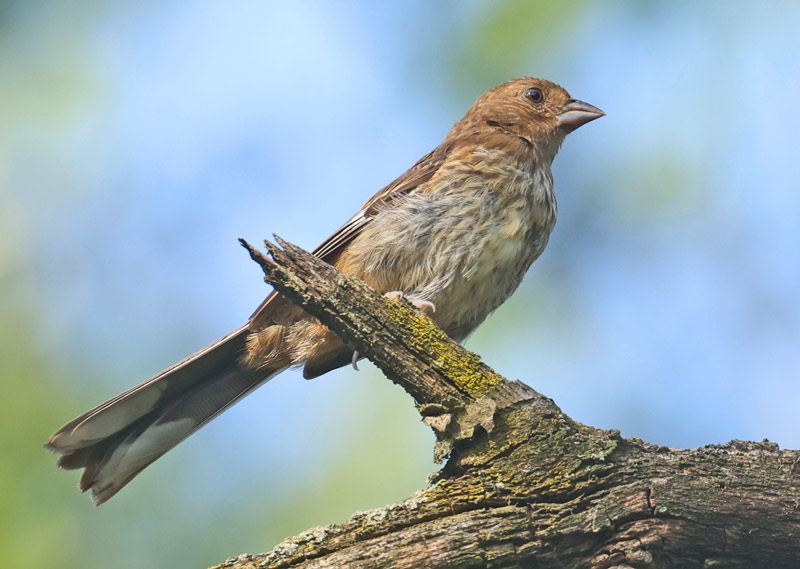 Eastern Towhee (juvenile) photo 1