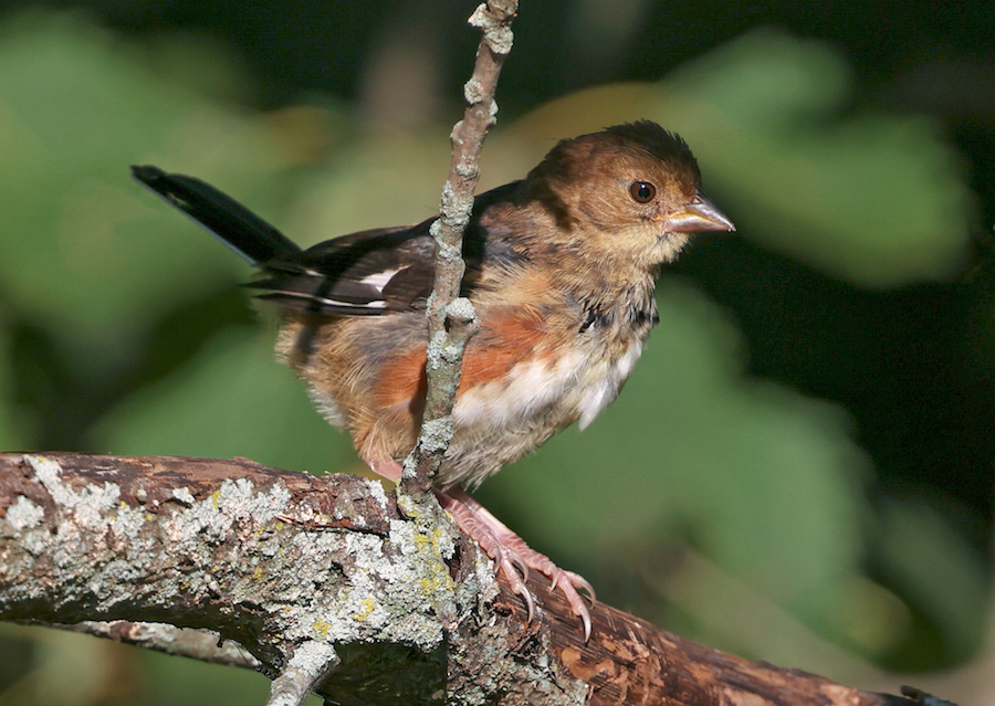 Eastern Towhee (immature male)