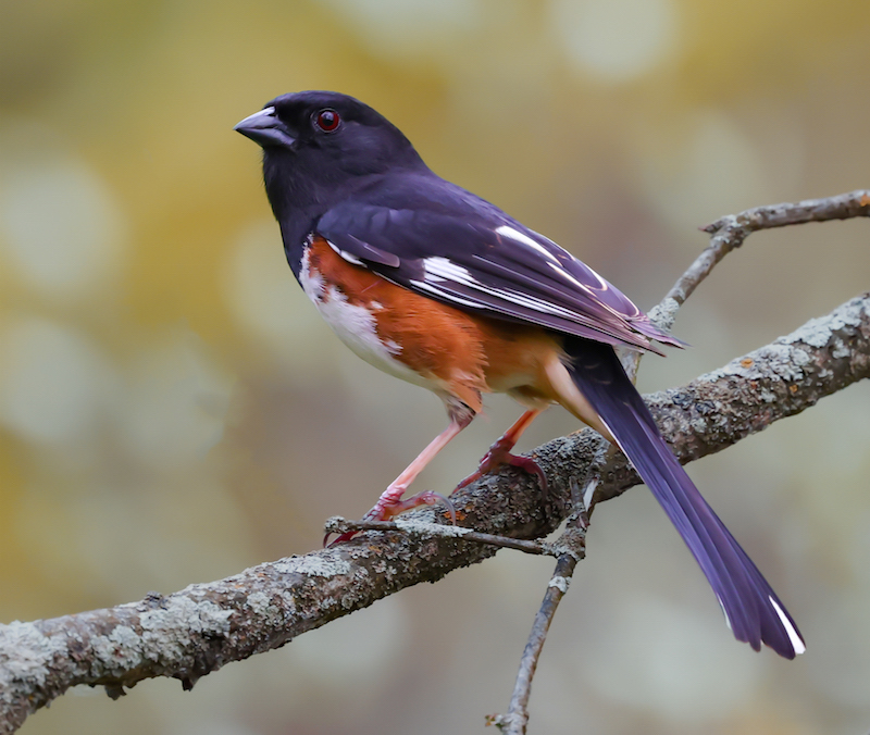 Eastern Towhee (male) photo #1