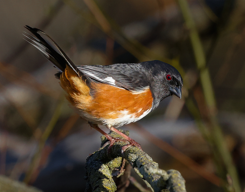 Eastern Towhee (male) photo #2