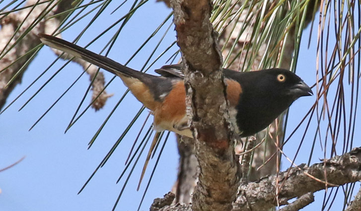 Eastern Towhee (white-eyed form)