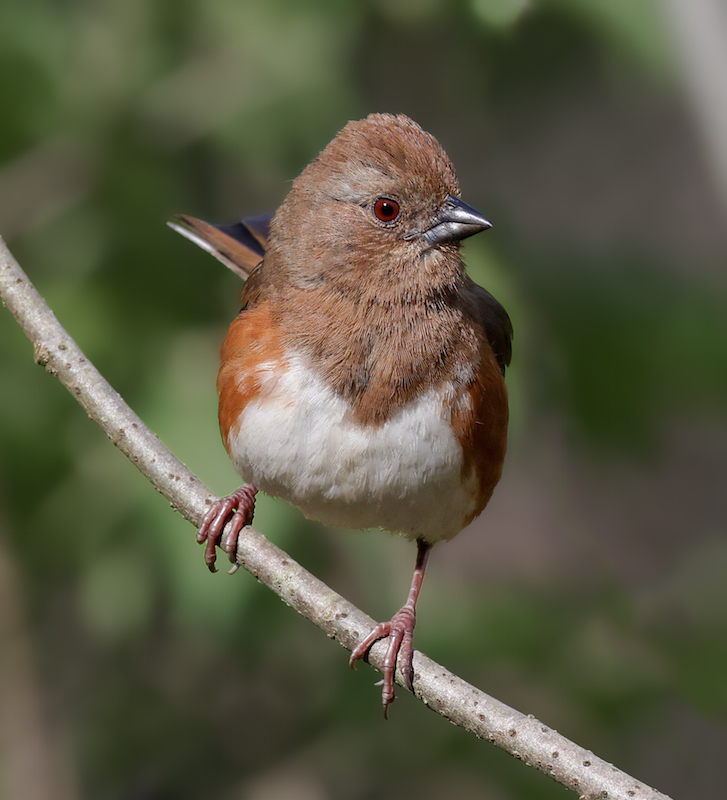 Eastern Towhee (female)