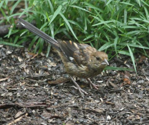 Eastern Towhee (juvenile) photo 4