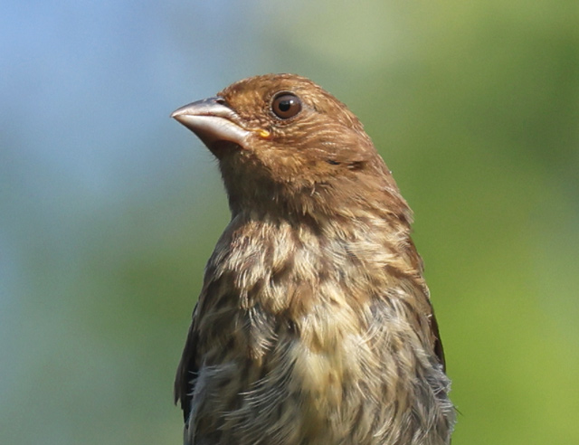 Eastern Towhee (juvenile) photo 2