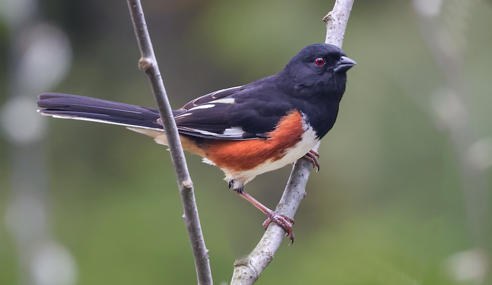Eastern Towhee (male)