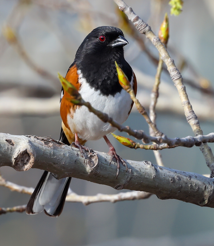 Eastern Towhee (male) photo #4