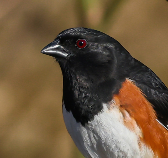 Eastern Towhee (male) photo #3