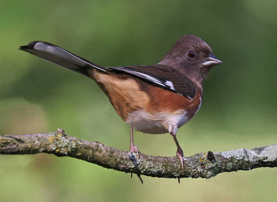 Eastern Towhee (female)