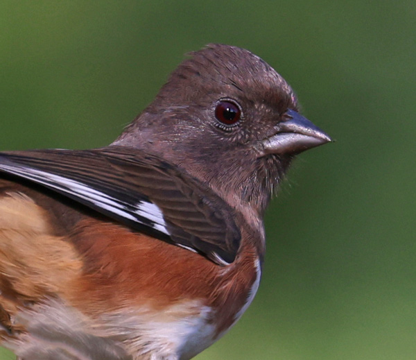 Eastern Towhee (female)