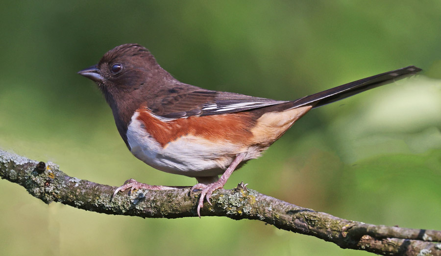 Eastern Towhee (female)