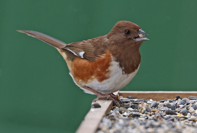 Eastern Towhee (female)