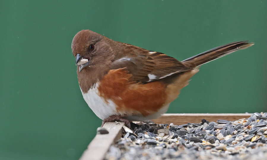 Eastern Towhee (female)