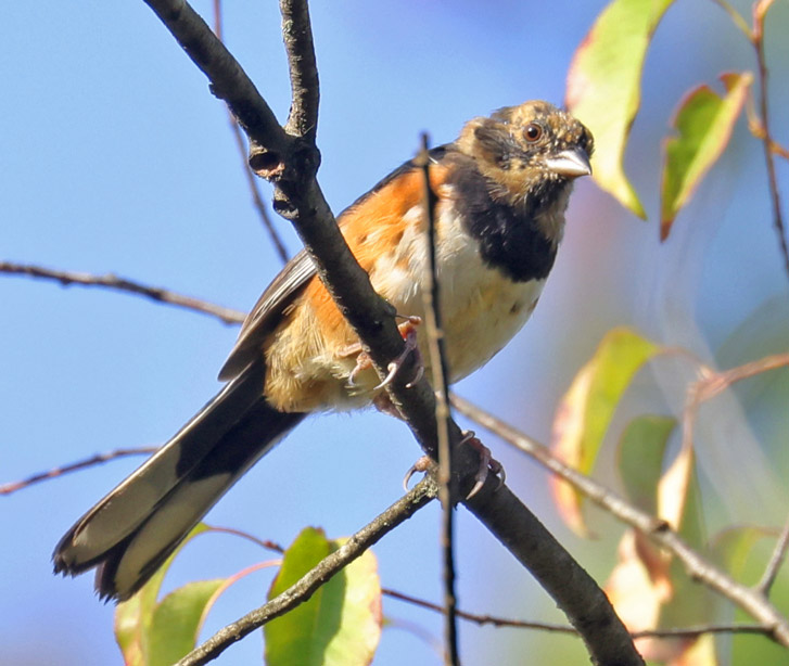 Eastern Towhee (immature male)