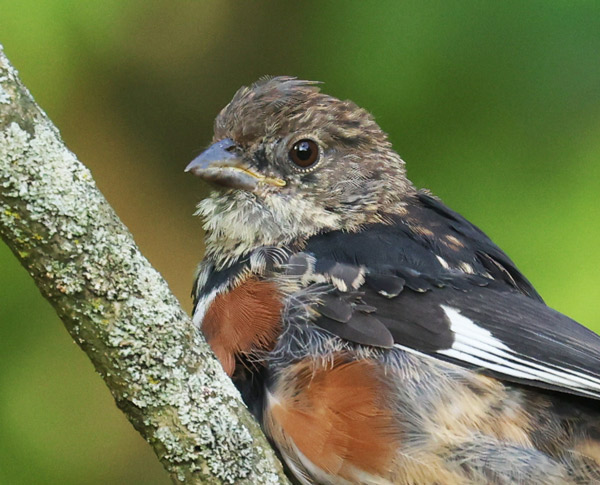 Eastern Towhee (immature male)