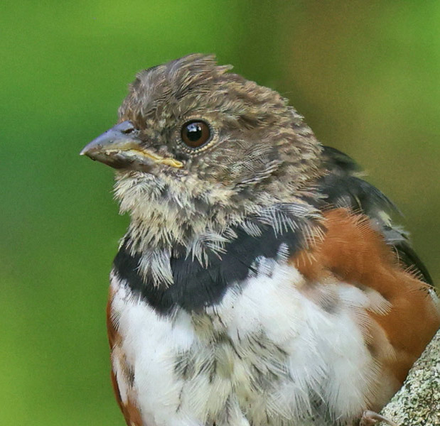 Eastern Towhee (immature male)
