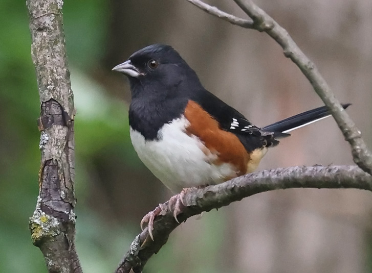 Eastern Towhee (male) photo #6