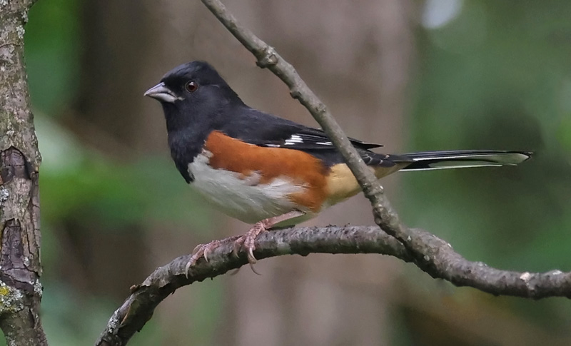 Eastern Towhee (male) photo #5