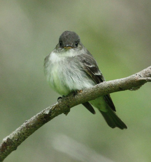 Eastern Wood-Pewee Photo 10