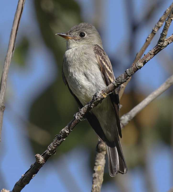 Eastern Wood-pewee (juvenile)