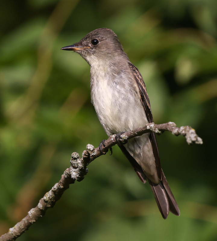 Eastern Wood-pewee (juvenile)