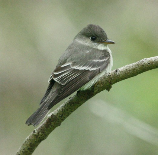 Eastern Wood-Pewee Photo 9