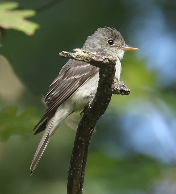 Eastern Wood-Pewee Photo 4