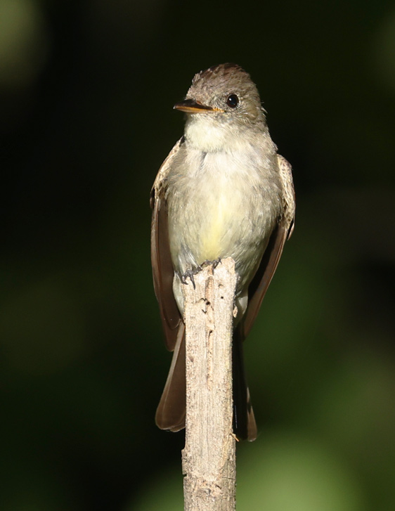Eastern Wood-Pewee Photo 6