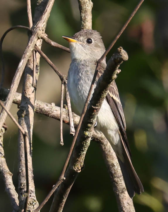Eastern Wood-Pewee Photo 2