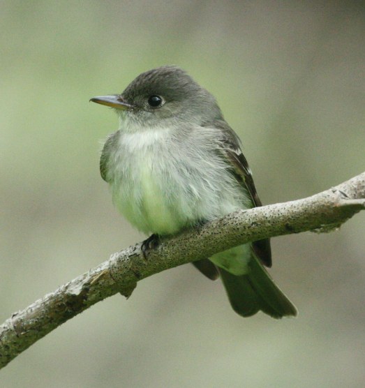 Eastern Wood-Pewee Photo 8
