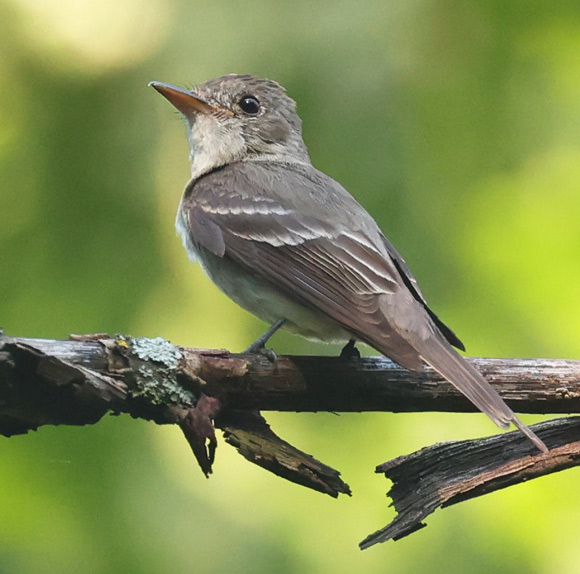 Eastern Wood-Pewee Photo 5