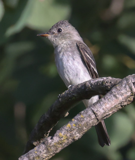 Eastern Wood-Pewee Photo 1