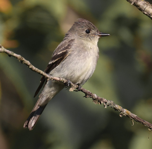 Eastern Wood-pewee (juvenile)