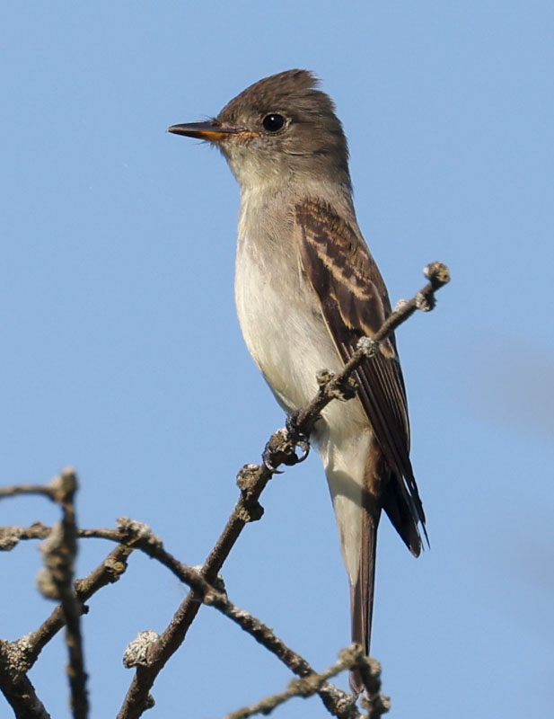 Eastern Wood-pewee (juvenile)