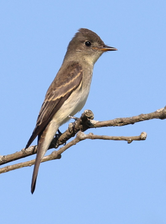 Eastern Wood-pewee (juvenile)