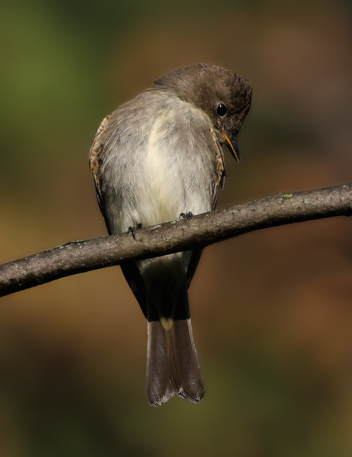Eastern Wood-pewee (juvenile)