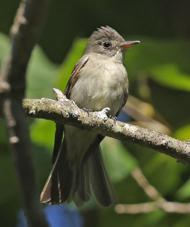 Eastern Wood-Pewee Photo 3