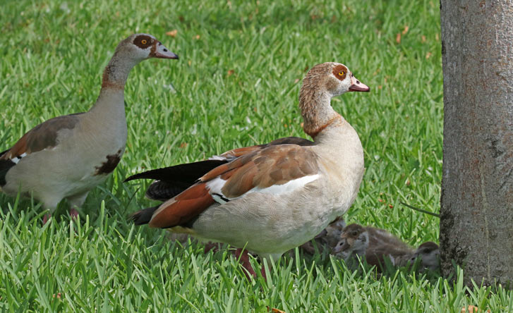Egyptian Goose