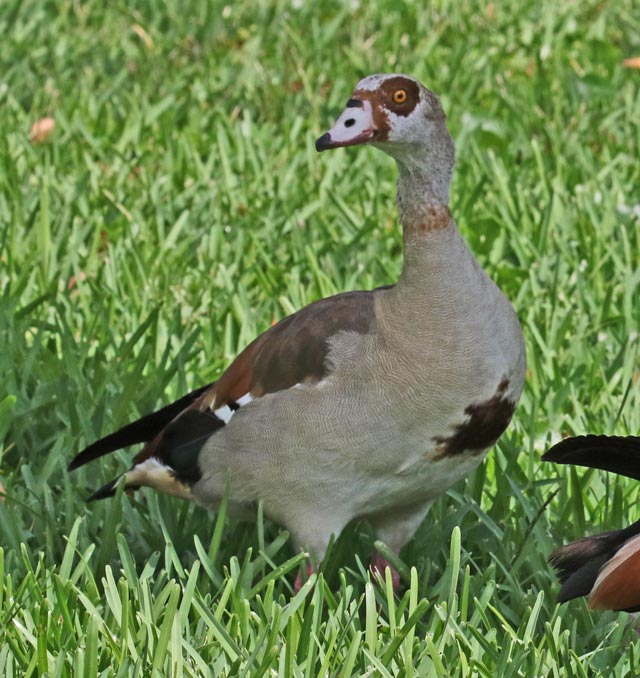 Egyptian Goose