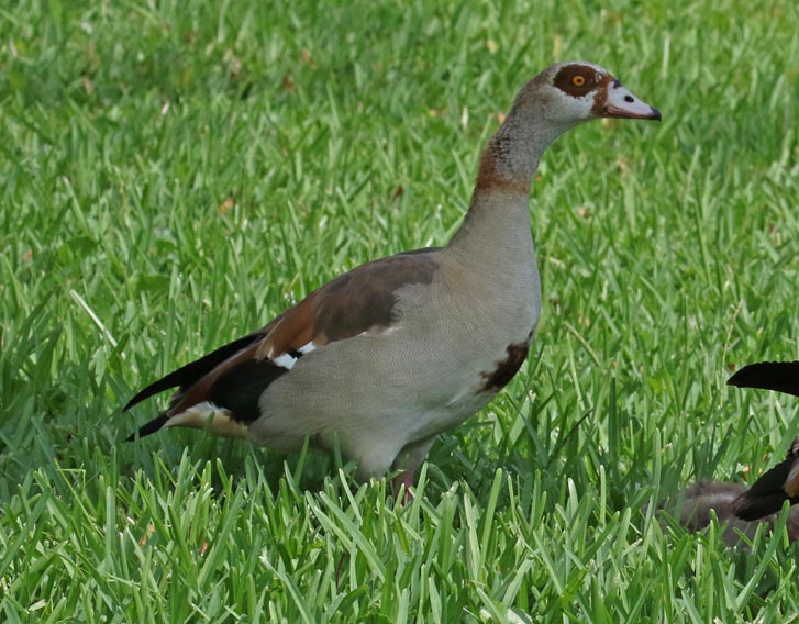 Egyptian Goose