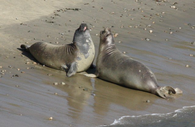 Northern Elephant Seal photo 2