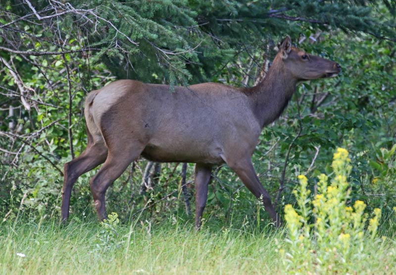Elk